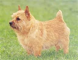 犬を家族に迎える前に